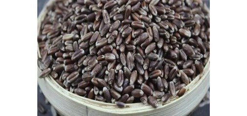 黑小麦和普通小麦有哪些区别