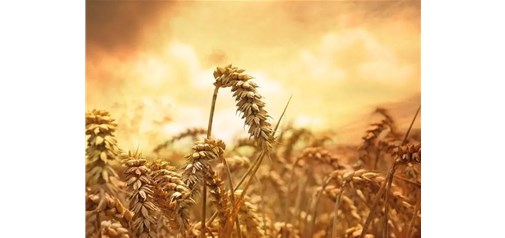 美国小麦大涨，因俄乌冲突担忧